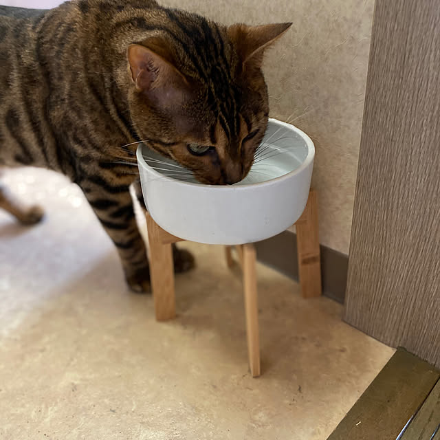 yumuyumuの-ヘルスウォーター ボウル ホワイト Mサイズ (OATM-7) 猫用食器の家具・インテリア写真