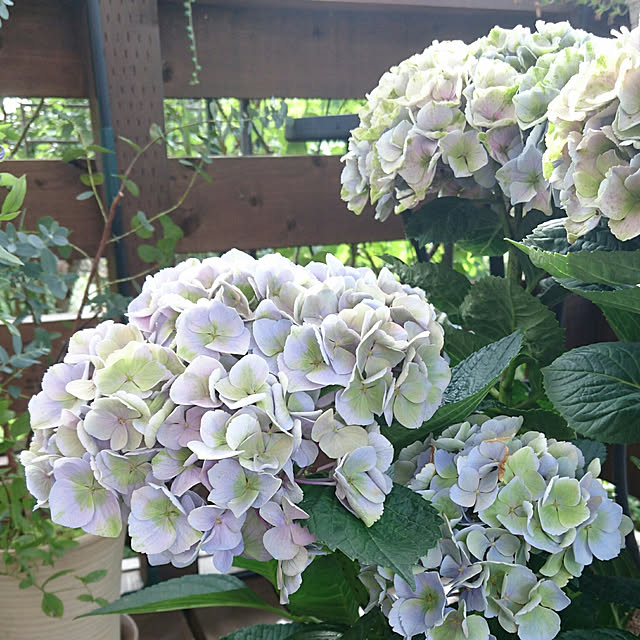 写真付きレビュー 現品発送 屋外管理苗 アジサイ 紫陽花 あじさい 西安 セイアン シーアン 6号苗 6154 花芽付き の通販商品 口コミ情報 Roomclipショッピング