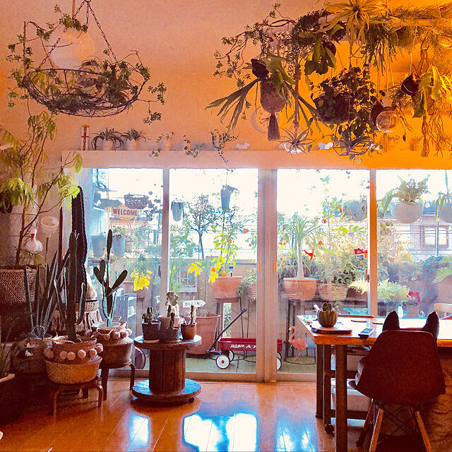 erikoの-柱サボテン 10号+プラスチック鉢カバーの家具・インテリア写真