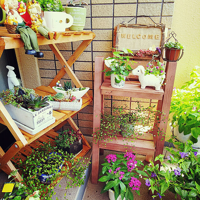 umiumiの-■新鮮花壇苗■トレニア　カタリーナブルーリバー10．5cmポット苗の家具・インテリア写真