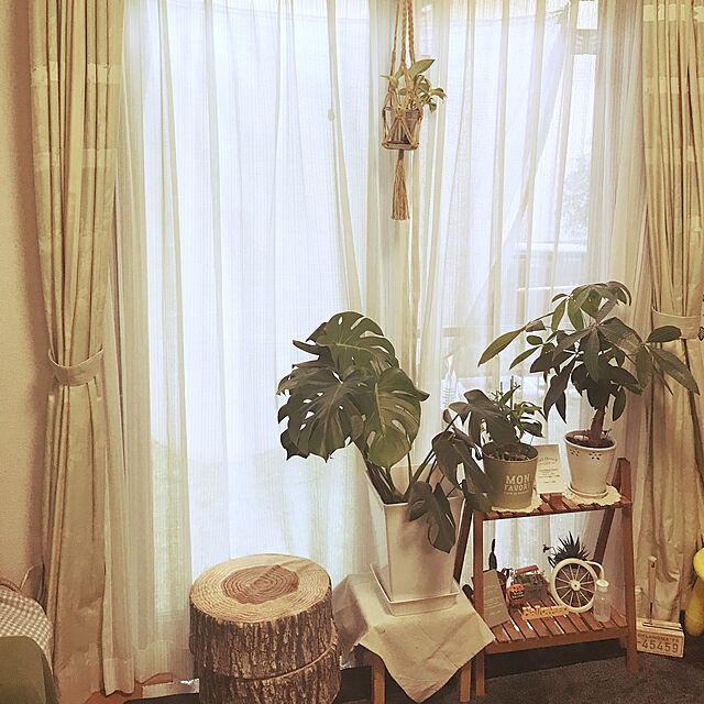 chiekawa63の-デンドロビューム苗Den.Spring Dream‘Apollon’スプリングドリーム‘アポロン’の家具・インテリア写真