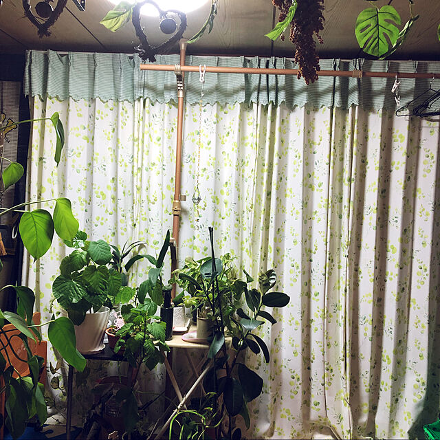 lilyのニトリ-花粉キャッチカーテン(キャッチCオラージュ 100X200X2) の家具・インテリア写真