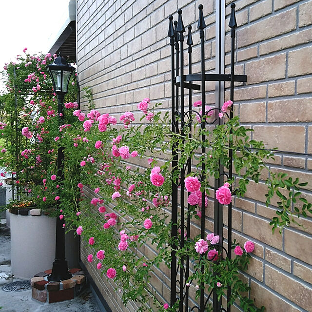 moco-hanamaruの-ラウンドトレリス L RDT-210 薔薇/バラ/ガーデニング/庭【お一人様5個まで】の家具・インテリア写真