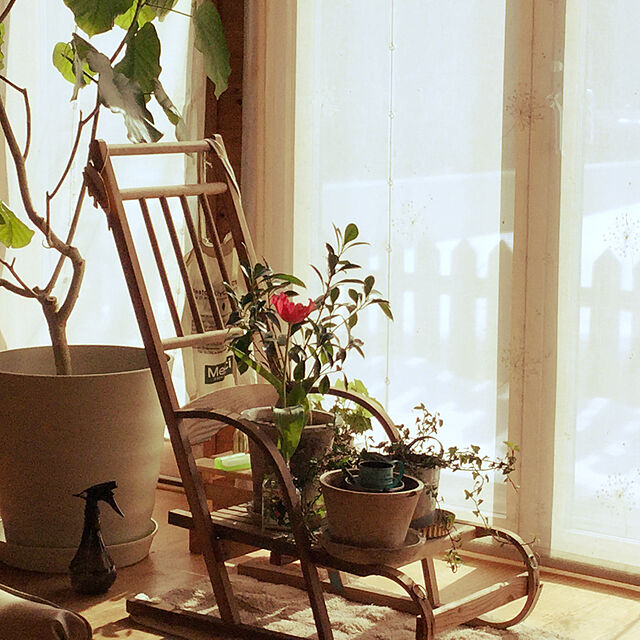 tomomi_nuの-【おしゃれな植木鉢】白モスポット浅鉢（径19cm/高さ11.5cm)の家具・インテリア写真