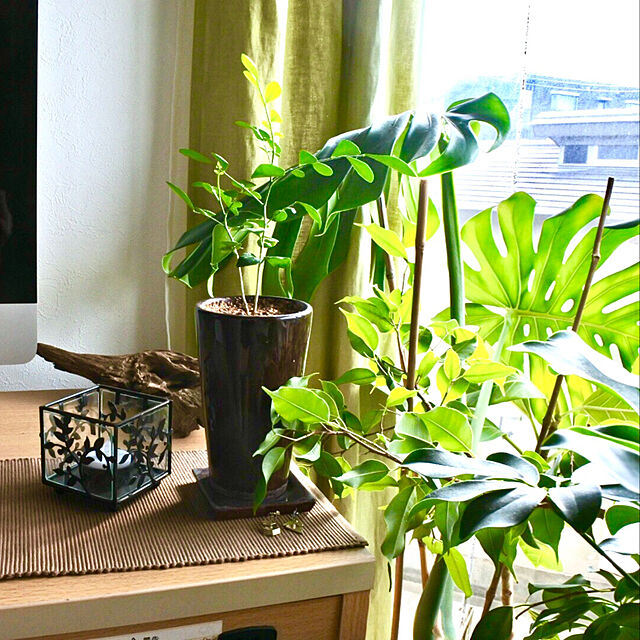 takaayaの-ミニ観葉植物　シルクジャスミン鉢植え（２号）の家具・インテリア写真