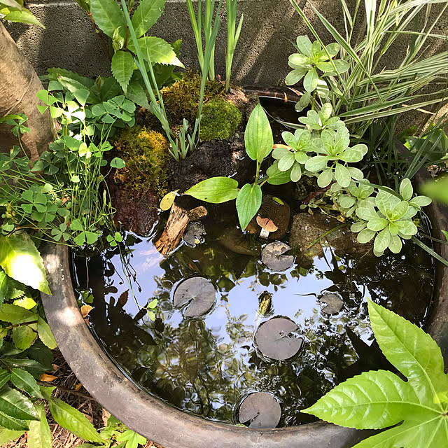 hohoの-（ビオトープ）水辺植物　オススメ　ビオ植物（5ポット）メダカ　産卵【HLS_DU】の家具・インテリア写真