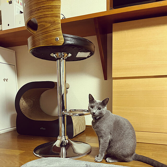 kyonの-【eMus/エミューズ】Cat Scratcher（2個セット！ステージベット）エミューズ EightDogs エイトドックス eMus 猫爪とぎ キャットスクラッチャーの家具・インテリア写真
