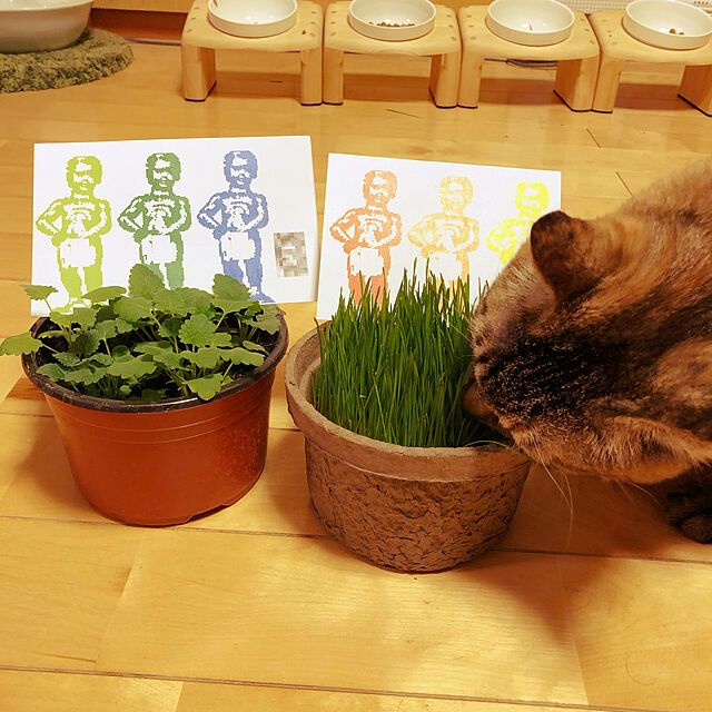 beemer2の-（観葉植物）ハーブ苗　キャットニップ　コモン　3号（3ポット）　猫草　家庭菜園の家具・インテリア写真
