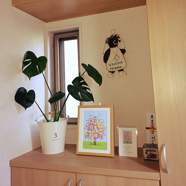 shiori815の-観葉植物 モンステラ アダンソニー 6号鉢の家具・インテリア写真