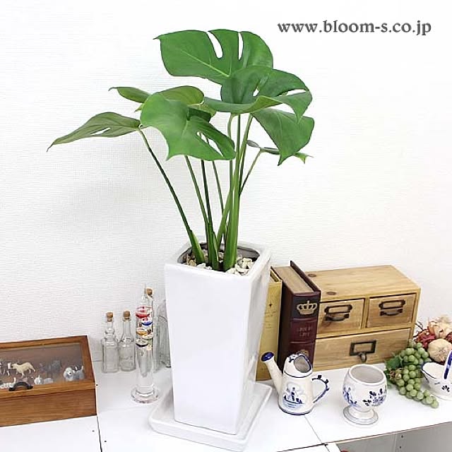 BloomingScapeの-モンステラ 6号 選べる陶器鉢「ストレート」｜小型サイズの観葉植物の家具・インテリア写真