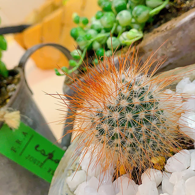 写真付きレビュー 限定レア品種 斑入りグリーンネックレス 観葉植物 多肉植物 販売 通販 種類 多肉女子 緑 ホワイト 白の通販商品 口コミ情報 Roomclipショッピング