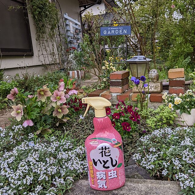 hiroの園芸ネット-ストック：ベイビー イエロー3-3.5号ポット 3株セットの家具・インテリア写真