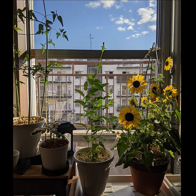 mi-saの第一ビニール-のびーる支柱　花のドーム　植木鉢用（６〜８号鉢用）（直径２５×高さ７０〜９０ｃｍ）　家庭菜園　ベランダ菜園の家具・インテリア写真