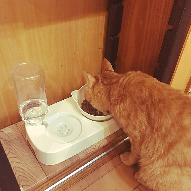 kou-kitiのリズムTOKYO-もふっとライフ 猫 餌入れ 皿 犬 食器 猫 食器 猫 フードボウル 猫 皿 ダイニングテーブル ペットボウルスタンドセット ダイニング フードボール ペット食器 給水器 (ホワイト)の家具・インテリア写真