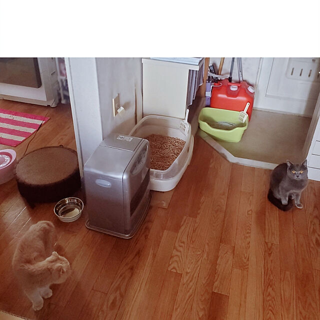 masSimonのジェックス-ジェックス ピュアクリスタル全猫用の家具・インテリア写真
