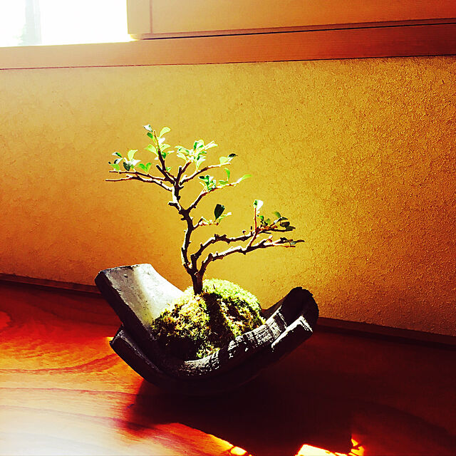 Namikoの-年に数回可憐な花が楽しめます。名前も縁起がいいでしょ？【白長寿梅の苔玉・くらま岩器セット】 (黒石)の家具・インテリア写真