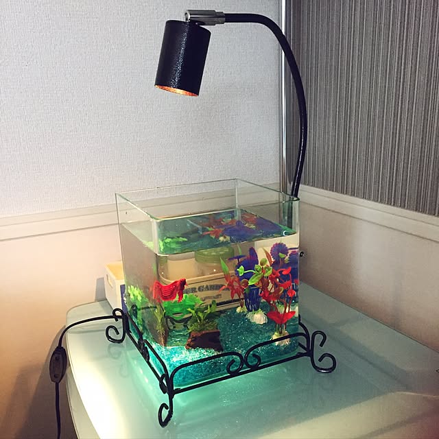 写真付きレビュー アクアリウムセット レガーロ 流木 アクアリウム 水槽セット メダカ 水槽 おしゃれ 水草 石 贈り物 プレゼント ライト付き 癒し かわいい 熱帯魚 おしゃれ おすすめ Cb99 の通販商品 口コミ情報 Roomclipショッピング