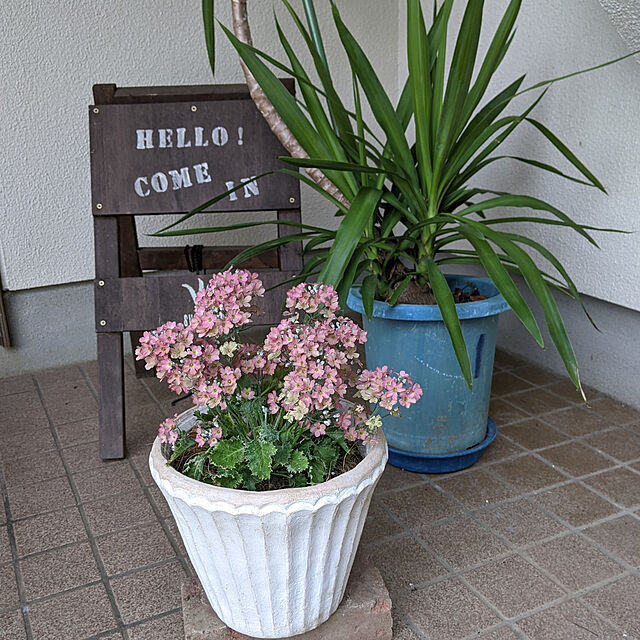 hiroの-サクラソウ：ウインティーピーチ5号鉢植えの家具・インテリア写真
