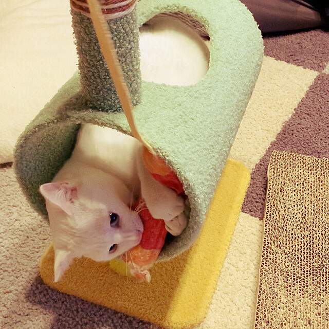 UMiの-いなばペットフード チャオ CIAO 猫用おやつ ex ちゅ〜るまぐろバラエティ 14g×50本の家具・インテリア写真