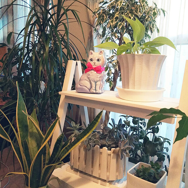 futukoの-マイナスイオンで空気清浄 サンスベリア・ローレンチ4号鉢 観葉植物の家具・インテリア写真