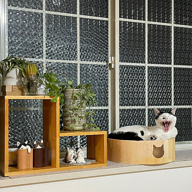 nobikoの-猫壱 バリバリボウルXL 猫柄(1個)【猫壱】の家具・インテリア写真