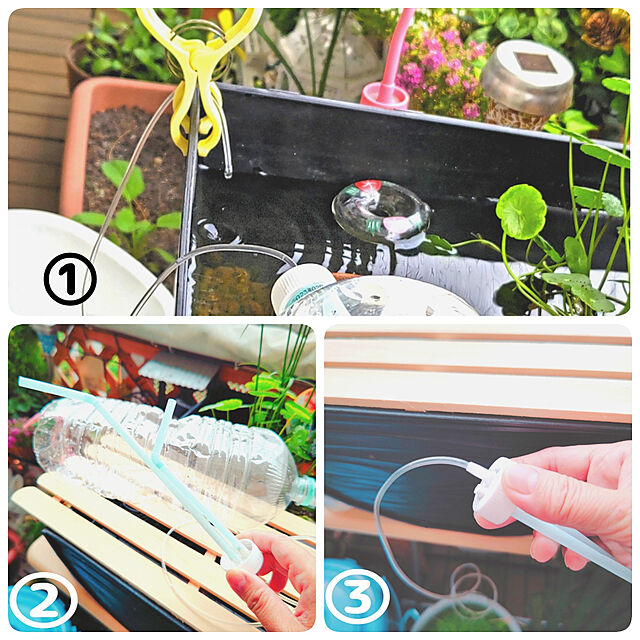 mariaの-（ビオトープ）水辺植物　ウォーターコイン（ウォーターマッシュルーム）（1ポット）湿生植物【HLS_DU】の家具・インテリア写真