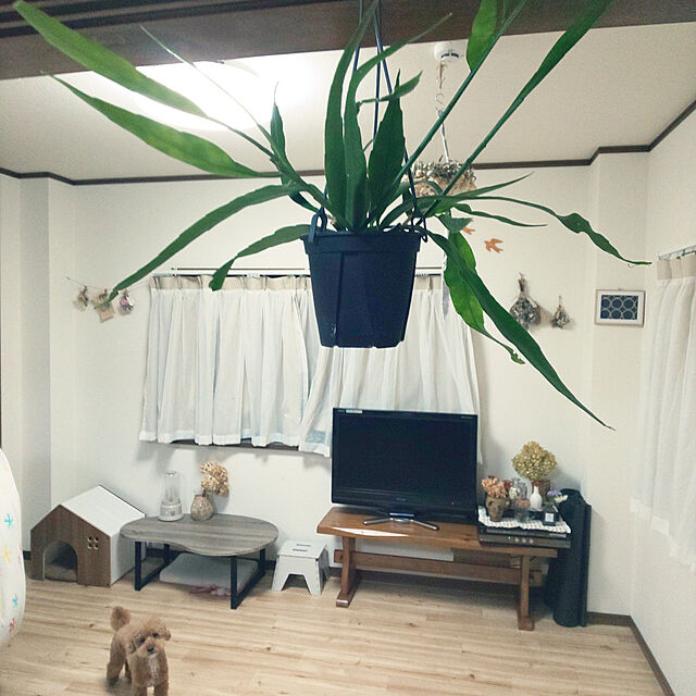 santamamaの-エピフィルム・プミラム（姫月下美人）観葉植物　吊るすの家具・インテリア写真
