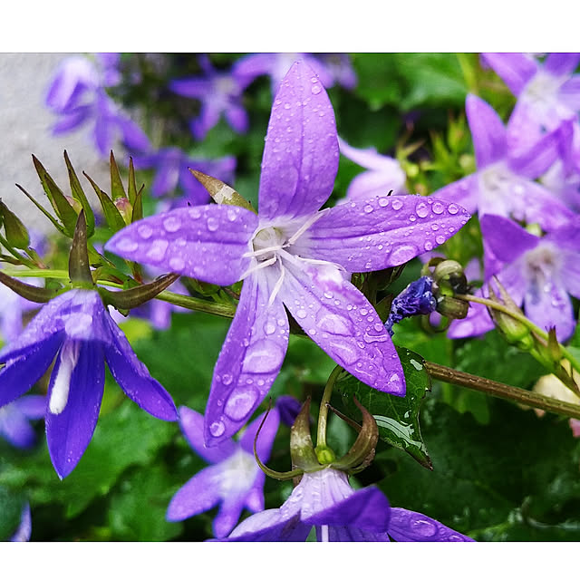 新版 カンパニュラ アルペンブルー １ポット Cosmetologiauba Com