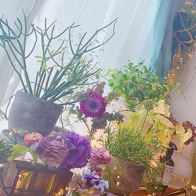 Tenの-草花の苗/チロリアンデージー　ピンク3号ポット 3株セットの家具・インテリア写真