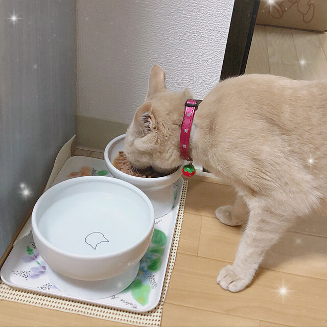 miyantasanの-猫壱 脚付ウォーターボウル 猫柄(1コ入)【猫壱】の家具・インテリア写真