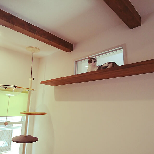 yura2rock69のボンビアルコン-ボンビアルコン キャットポール用別売り透明ボウル(クリアハンガー)の家具・インテリア写真