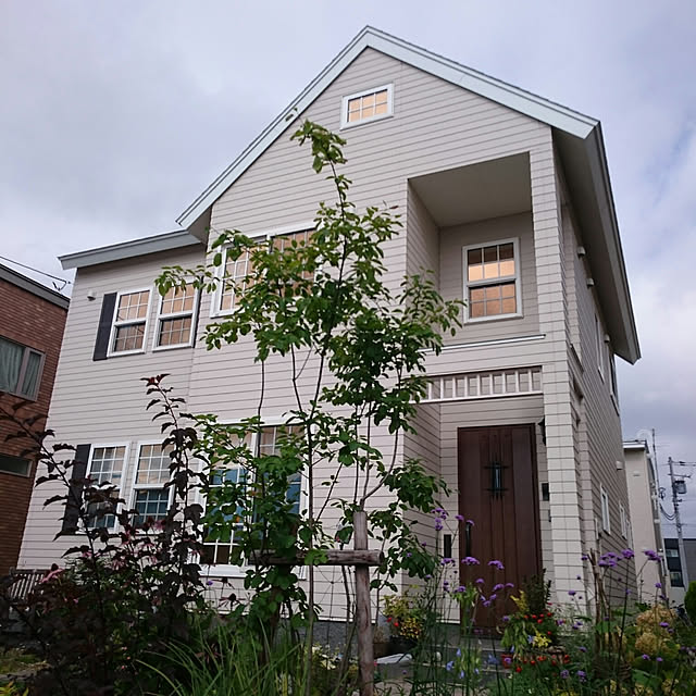 写真付きレビュー エキナセア プルプレア パープレア ハーブ苗 バレンギク 宿根草の通販商品 口コミ情報 Roomclipショッピング