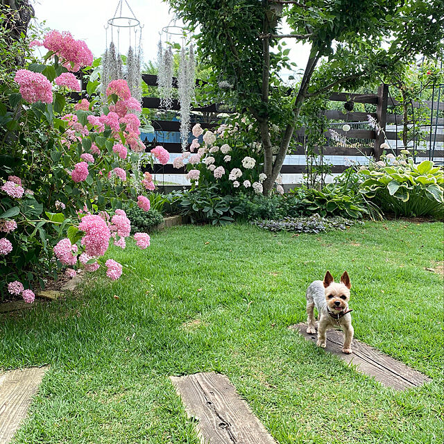 misacoの-花木 庭木の苗/アメリカアジサイ：ピンクのアナベル2　3.5号ポットの家具・インテリア写真