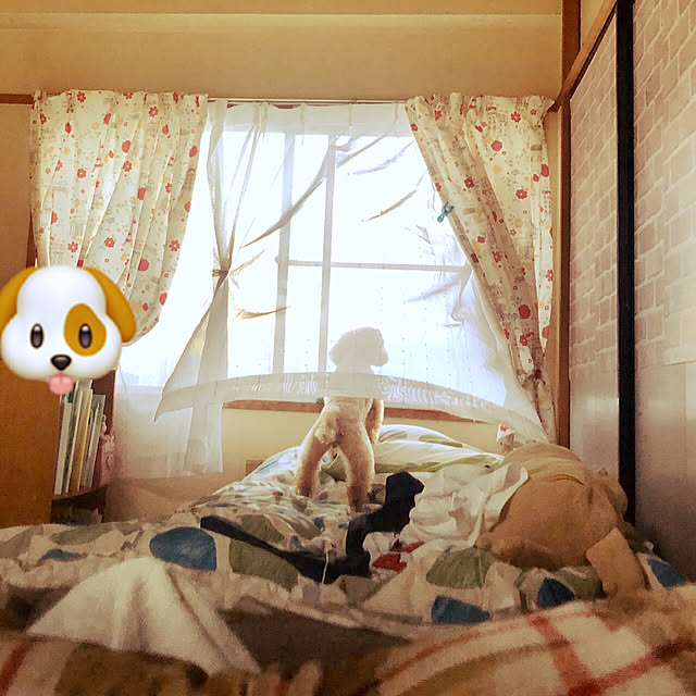 makkoのニトリ-枕カバー(ブラード S) の家具・インテリア写真
