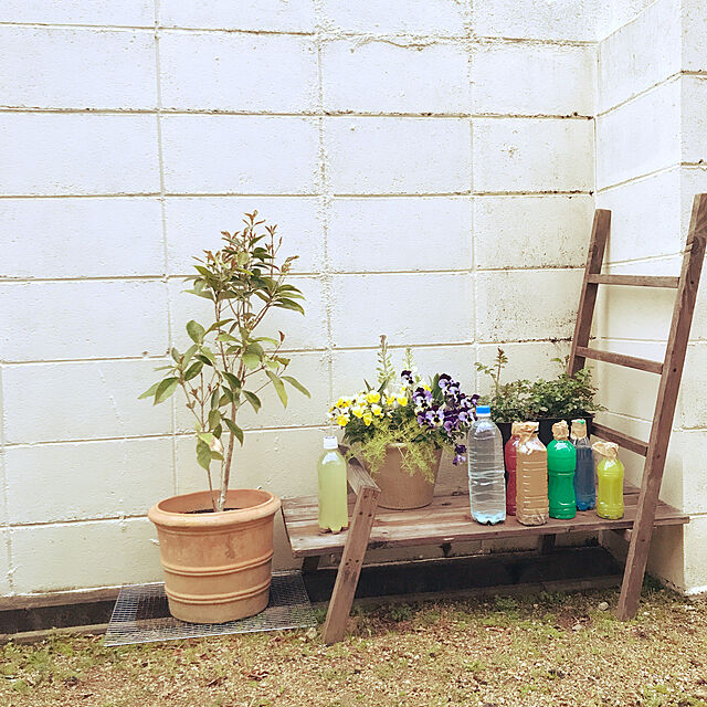 mamemamの-スイートオリーブ 『 四季咲きモクセイ 』 15cmポット苗の家具・インテリア写真