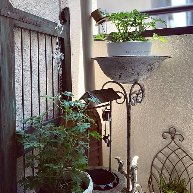 写真付きレビュー ハーブ 虫除け植物 ローズゼラニウム カコロン 蚊香龍 5号鉢 Pelargonium Graveolens 蚊除け ローズゼラニューム 蚊連草 カレンソウの通販商品 口コミ情報 Roomclipショッピング 写真付きレビュー ハーブ 虫除け植物 ローズゼラニウム カコロン 蚊香龍 5号鉢 Pelargonium Graveolens 蚊除け ローズゼラニューム 蚊連草 カレンソウの通販商品 口コミ情報 Roomclipショッピング