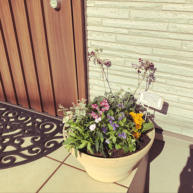 maririのエルフルール-店長おまかせ 季節の花苗8個セット ガーデニング 園芸 寄せ植え 花 苗の家具・インテリア写真