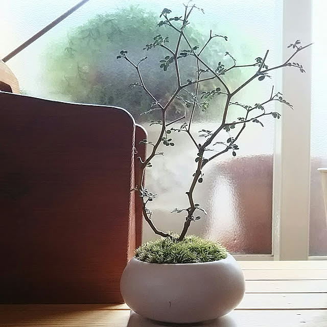 naopyiの-ピンクor白で鉢色選べます　観葉植物：ソフォラ（メルヘンの木）*bonsai　瀬戸焼小鉢の家具・インテリア写真