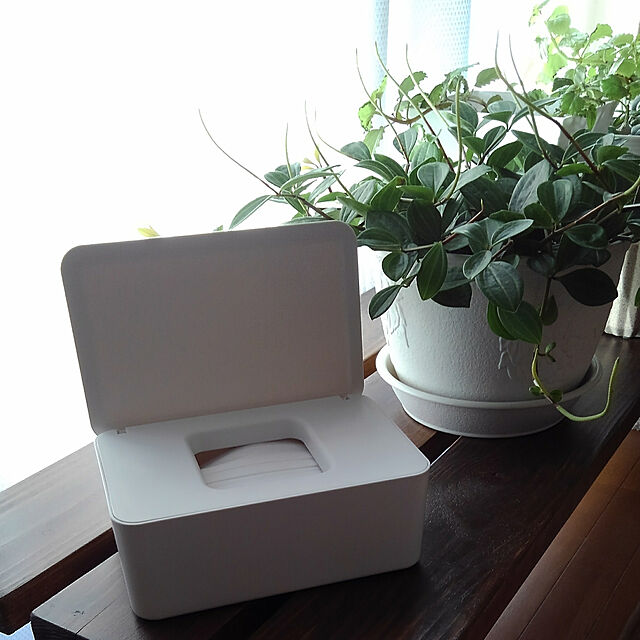 Renの-ペペロミア アングラータ（観葉植物 9cmポット）の家具・インテリア写真