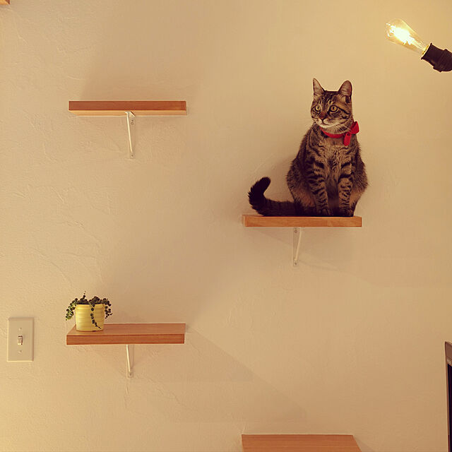 Ayaの-猫がよろこぶ快適な部屋づくり 猫の習性を考えたインテリア実例100 [ 加藤 由子 ]の家具・インテリア写真