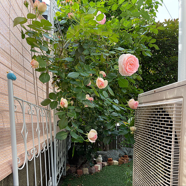 norikorinの-ガーデンフェンス 2枚組 フェンス アイアンフェンス おしゃれ エレガント 庭 柵 外構 ローズフェンス ロータイプの家具・インテリア写真