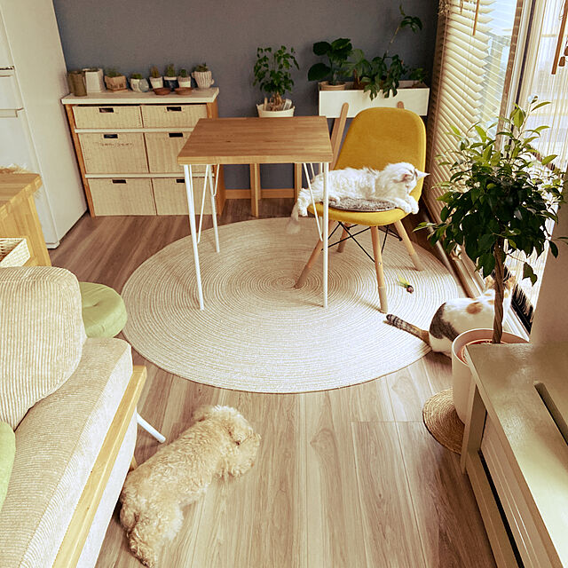 miwaのニトリ-シェルチェア(K1195FW GD) の家具・インテリア写真