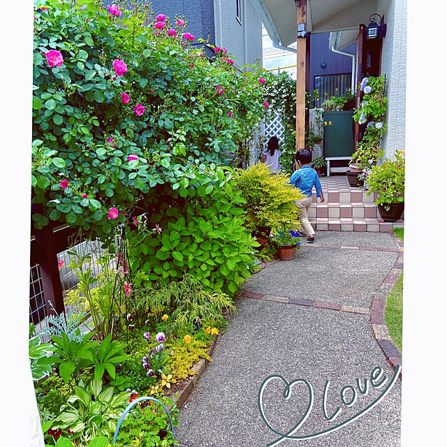 hinamamaの-草花の苗/ラナンキュラス：ラックス　ミネルバ3.5-4号ポットの家具・インテリア写真