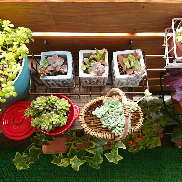 kotoの-多肉植物 seセダム ばらまき新玉つづり タマツヅリ 多肉植物 セダム 7.5cmポットの家具・インテリア写真