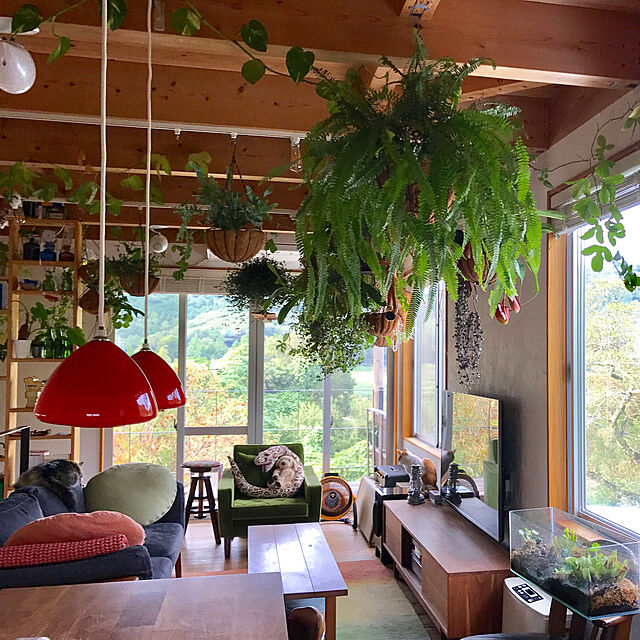 sakurasakuの-多肉植物　ハートカズラ　レディハート　斑入り園芸品種（ラブチェーン）　3,5号苗インテリアグリーン　ネックレスプランツ　吊りの家具・インテリア写真