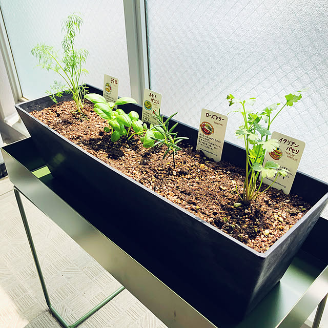 写真付きレビュー ハーブ 苗 ローズマリー 立性 ウッド 精油 鉢 鉢植え 花苗 苗木 栽培 室内 庭 ベランダ 食用 育て方 使い方 ガーデン 卸 ドライフラワー アロマオイル 効能 立性 ラベンダー ミント タイム 寄せ植え 挿し木 花 ギフト 誕生日 プレゼント q の通販