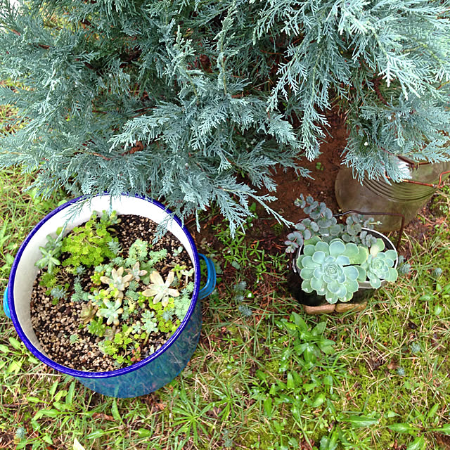 oranginaの-多肉植物 yaエケベリア 七福神 多肉植物 エケベリア 9cmポットの家具・インテリア写真