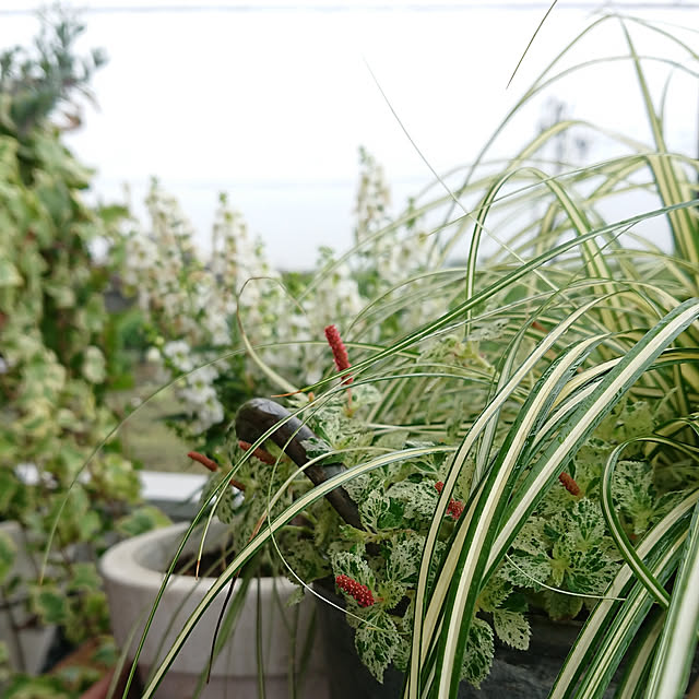 写真付きレビュー キャットテール 白猫のしっぽ 斑入り葉 9cmポット苗 2個セット の通販商品 口コミ情報 Roomclipショッピング 写真付きレビュー キャットテール 白猫のしっぽ 斑入り葉 9cmポット苗 2個セット の通販商品 口コミ情報 Roomclipショッピング