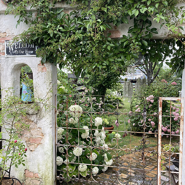 misacoの-■良品庭木■アジサイピンクアナベル15cmポット植えの家具・インテリア写真