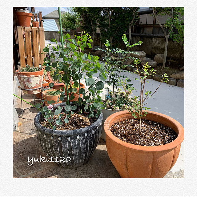 Yuki1120の-【お試し】 ユーカリ（グニー） 3号 白色 プラスチック鉢 ユーカリプタス　フトモモ　鉢植え　観葉植物の家具・インテリア写真